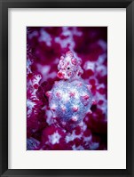 Framed Red Bargabanti Pygmy Seahorse 2