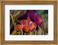 Framed Pair Of Spinecheek Anemonefish