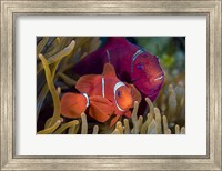 Framed Pair Of Spinecheek Anemonefish