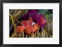 Framed Pair Of Spinecheek Anemonefish