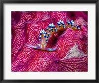 Framed Caloria Indica Nudibranch