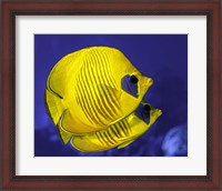 Framed Pair Of Masked Butterflyfish