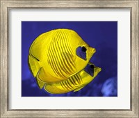 Framed Pair Of Masked Butterflyfish