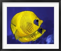 Framed Pair Of Masked Butterflyfish