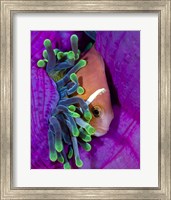 Framed Maldive Anemonefish Finding Comfort in Its Anemone
