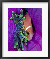 Framed Maldive Anemonefish Finding Comfort in Its Anemone
