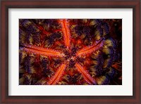 Framed Stunning Colors Of a Fire Urchin, Indonesia
