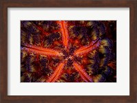 Framed Stunning Colors Of a Fire Urchin, Indonesia