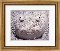 Framed Stargazer Fish Sits Buried in the Sand Waiting For Prey