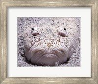 Framed Stargazer Fish Sits Buried in the Sand Waiting For Prey