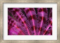 Framed Pink and Red Crinoid