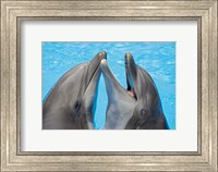 Framed Atlantic Bottlenose Dolphins