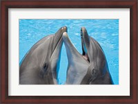 Framed Atlantic Bottlenose Dolphins