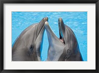 Framed Atlantic Bottlenose Dolphins