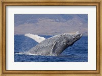 Framed Breaching Humpback Whale, Off the Coast Of Hawaii