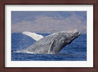 Framed Breaching Humpback Whale, Off the Coast Of Hawaii