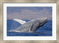 Framed Breaching Humpback Whale, Off the Coast Of Hawaii