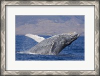 Framed Breaching Humpback Whale, Off the Coast Of Hawaii