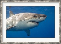 Framed Great White Shark