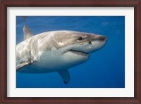 Framed Great White Shark