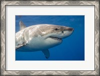 Framed Great White Shark