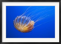 Framed Compass Jellyfish