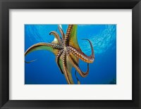 Framed Day Octopus