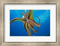 Framed Day Octopus