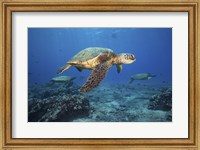 Framed Green Sea Turtles Off Maui, Hawaii