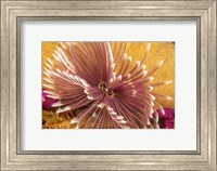 Framed Indian Feather Duster Worm