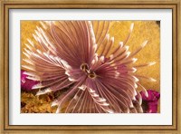 Framed Indian Feather Duster Worm