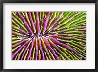 Framed Mouth Detail Of a Colorful Mushroom Coral