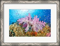 Framed Reef Scene Of Alcyonaria Coral With Schooling Anthias