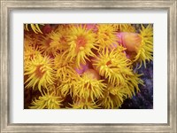Framed Close Look At Orange Cup Coral