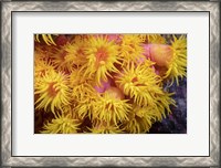 Framed Close Look At Orange Cup Coral