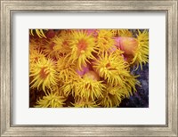 Framed Close Look At Orange Cup Coral