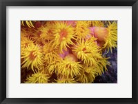 Framed Close Look At Orange Cup Coral