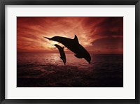 Framed Pair Of Atlantic Bottlenose Dolphins