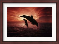 Framed Pair Of Atlantic Bottlenose Dolphins