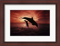 Framed Pair Of Atlantic Bottlenose Dolphins