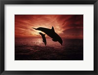 Framed Pair Of Atlantic Bottlenose Dolphins