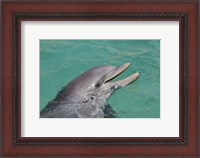 Framed Atlantic Bottlenose Dolphin