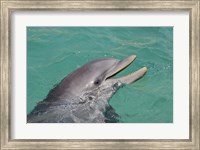 Framed Atlantic Bottlenose Dolphin
