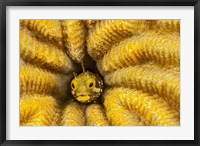 Framed Spinyhead Blenny in Hard Coral