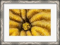 Framed Spinyhead Blenny in Hard Coral