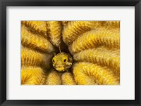 Framed Spinyhead Blenny in Hard Coral