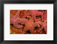 Framed Group Of Ochre Sea Stars