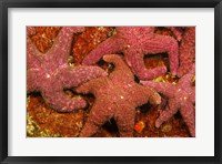 Framed Group Of Ochre Sea Stars