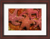 Framed Group Of Ochre Sea Stars