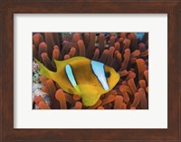Framed Red Sea Clownfish